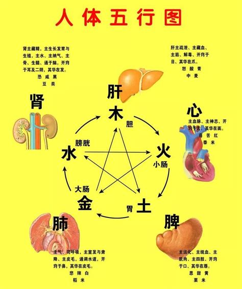 胃五行|人的五脏六腑，分别对应哪五行？